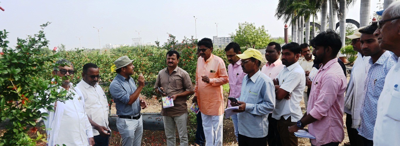 एटीएमए, धुले के सहयोग से एनआरसीपी में आयोजित प्रशिक्षण कार्यक्रम "अनार में गुणवत्तापूर्ण उत्पादन के लिए अच्छी बागवानी पद्धतियाँ" के दौरान एनआरसीपी, सोलापुर के विशेषज्ञों के साथ किसानों की बातचीत।