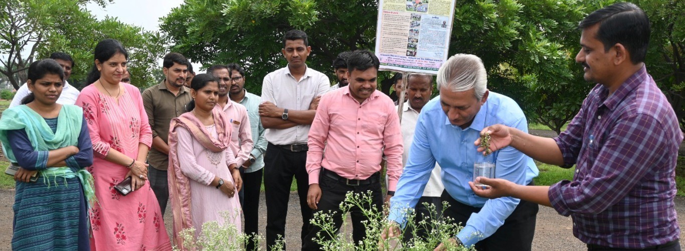 16.08.2024 को मनाए गए 19वें पार्थेनियम जागरूकता सप्ताह के अवसर पर निदेशक आईसीएआर-एनआरसीपी, सोलापुर द्वारा पार्थेनियम को नियंत्रित करने के लिए मैक्सिकन बीटल का विमोचन