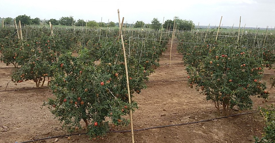 Fruiting Orchard
